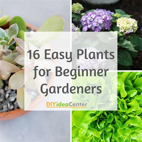 16 Easy Plants for Beginner Gardeners | DIYIdeaCenter.com