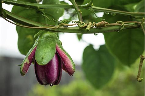 40 Unusual Vegetables To Grow In A UK Garden - Bite Sized Gardening