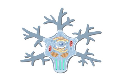 Neuron Cell Body - structure, functions and diagram | GetBodySmart