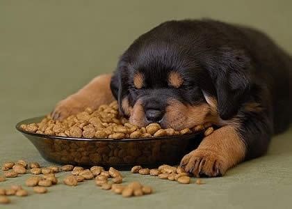 Best Large Breed Puppy Food Choices | A-Love-Of-Rottweilers