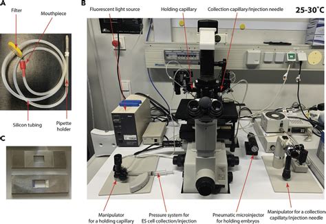 Setup and equipment for handling and microinjection of the embryos (A)... | Download Scientific ...