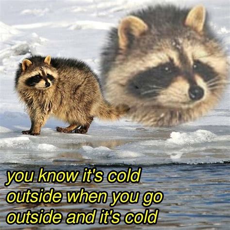 Excellent Raccoon Meme