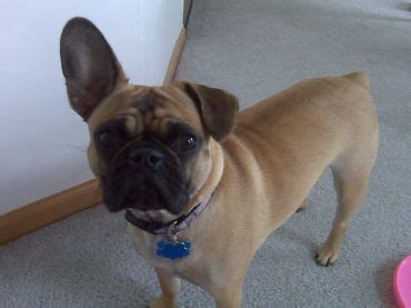 Frenchie Pug/Frug ( French Bulldog Pug Mix) Info, Puppies, Temperament, Video