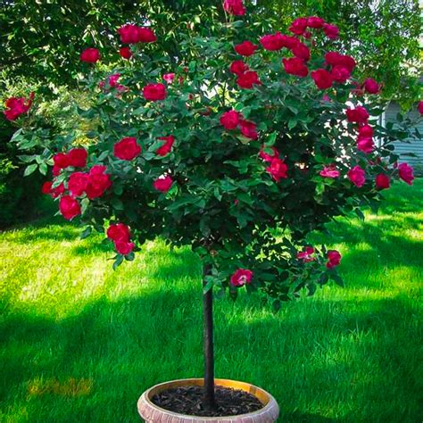 Double Knock Out Rose Trees for Sale Online | The Tree Center