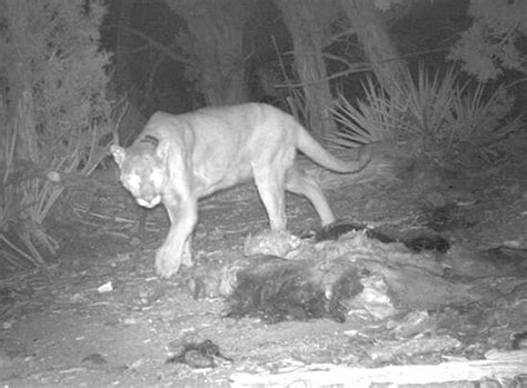 Wildlife at home among Mesa Verde National Park’s ancient dwellings ...