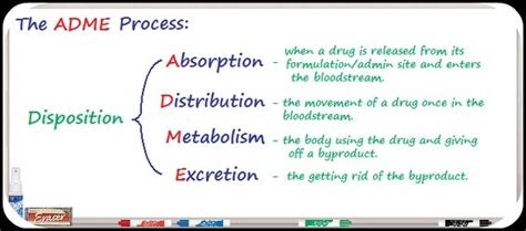 Week 3: Pharmacokinetics Diagram | Quizlet