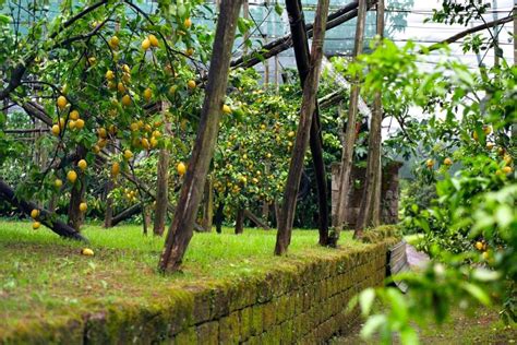 Discover, Harvest & Taste Sorrento Lemons | GetYourGuide