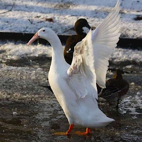 Hook-billed Duck - British Waterfowl Association