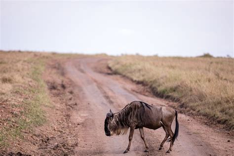 Wildebeest Migration - Free photo on Pixabay - Pixabay