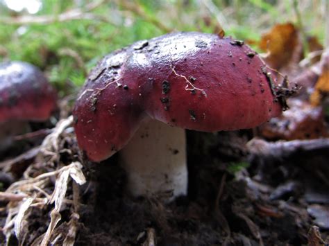 Blackish Purple Russula