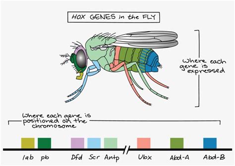 Hox Genes Transparent PNG - 1813x1175 - Free Download on NicePNG