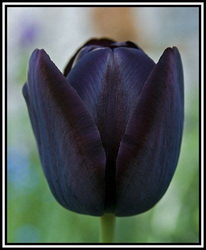 Black tulip (well, almost) | Black tulips, Tulips, Black flowers