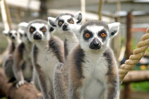 Blackpool Zoo - An Award-Winning Zoo in the Heart of the Popular ...