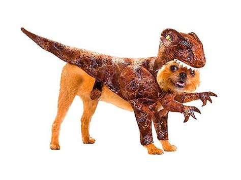 Yo “dawg” I heard you like animals so we put.. | :-) | Dog costumes, Pet costumes, Funny dogs