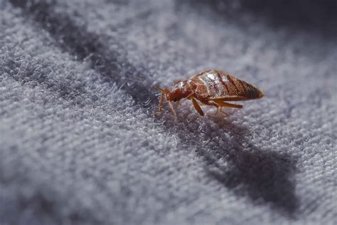 Bed Bugs in Car: Signs of Infestation and How to Get Rid of ... | Cars ...