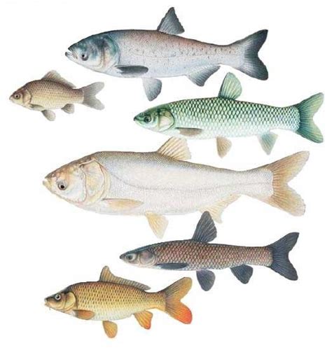 North American Native Fishtanks • Overview of Carps and Minnows, Family ...