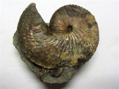 Ammonoids - Collections - Page 2 - The Fossil Forum