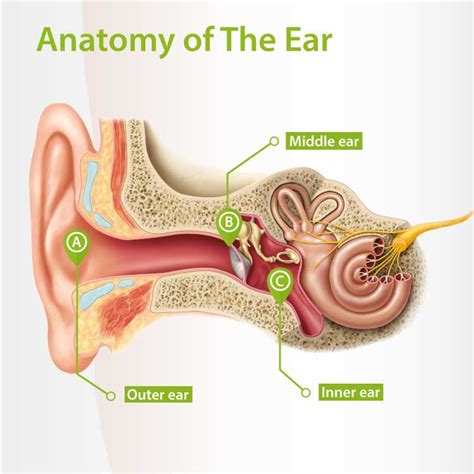 Anatomy Of Human Ear Hammer Anvil And Stirrup