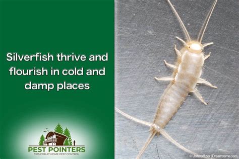 The 10 Best Silverfish Sprays, Traps, and Repellents - Pest Pointers