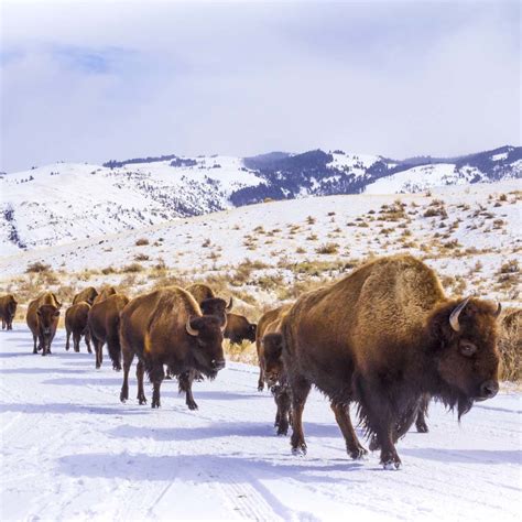 Yellowstone Snowcoach Tours - See Old Faithful | BrushBuck Wildlife Tours