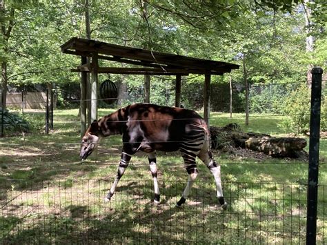 The Columbus Zoo: Ohio’s Largest and Arguably Best Zoo