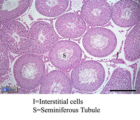 Biology W2501 :: Contemporary Biology Lab -- Histology