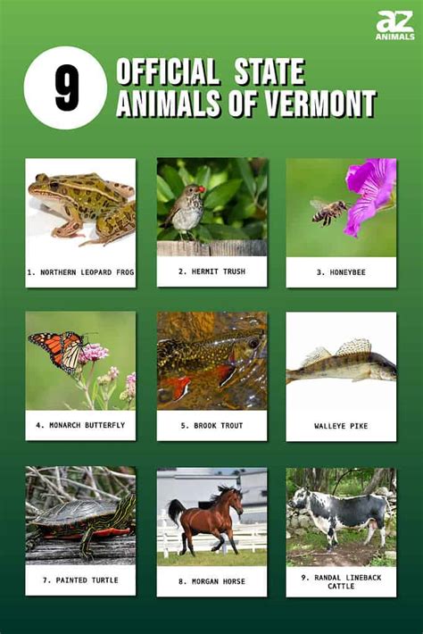 Discover the 9 Official State Animals of Vermont - A-Z Animals