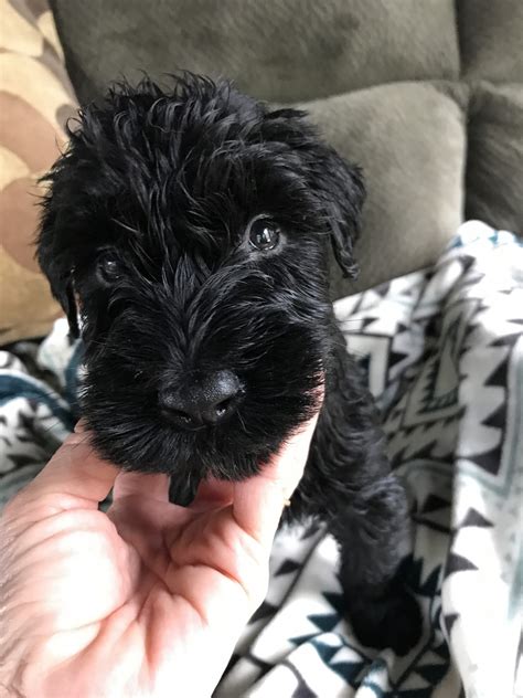 Giant Schnauzer Puppies For Sale | Mitchell, IN #238518