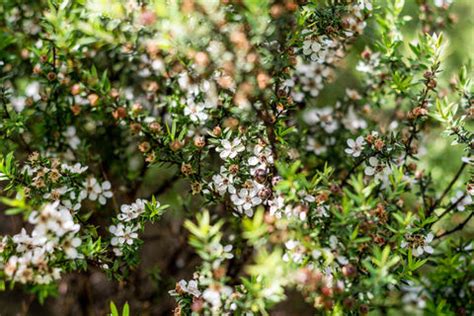 Essential Care Tips for Leptospermum Scoparium - Riveal