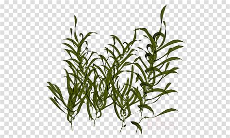 Rosemary clipart - Plant, Grass, Flower, transparent clip art