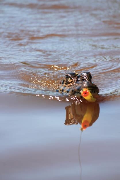 Premium Photo | Close-up of crocodile on a river