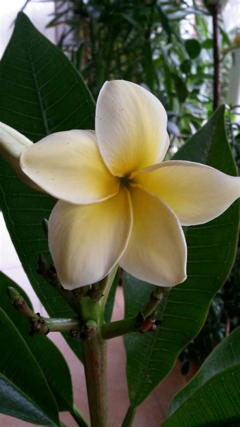 3 Jahre alte Frangipani, erstmals blühend- im Wintergarten | Blütenpracht, Garten, Blüten