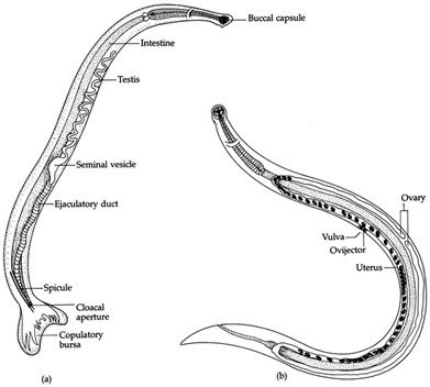 Ancylostoma Duodenale Morphology Labeled