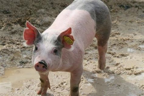 Ear Notching for Identification | Pig Forum - The Forum for Pig Owners ...