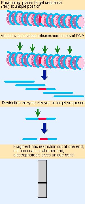 9. Do nucleosomes lie at specific positions? | Genes VII