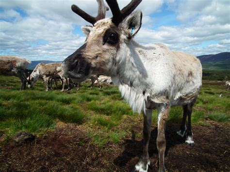 Reindeer, Cairngorms National Park, Scotland. | Cairngorms, Cairngorms ...