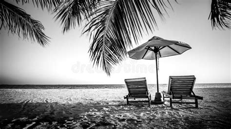 Dream Scene. Beautiful Palm Tree Over White Sand Beach. Summer Nature ...