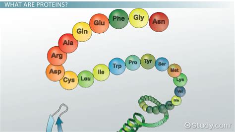 How Are Amino Acids Linked Together To Form Polypeptides Or Proteins at ...