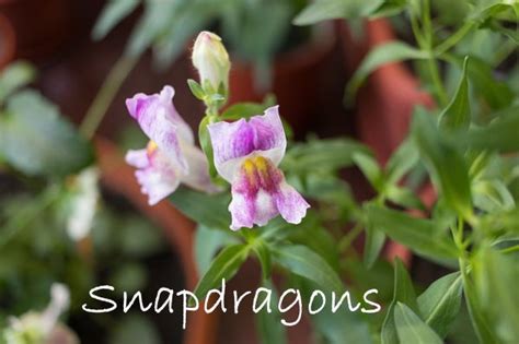 Snapdragon Flowers - Antirrhinum majus Care Tips