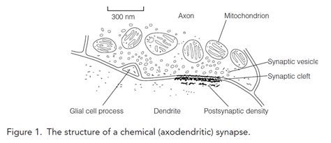 Synapse structure and function - Biology Ease