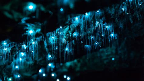 New Zealand's Waitomo Glowworm Caves in 4K | The Kid Should See This