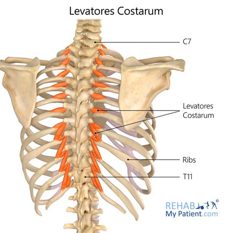 Levatores Costarum