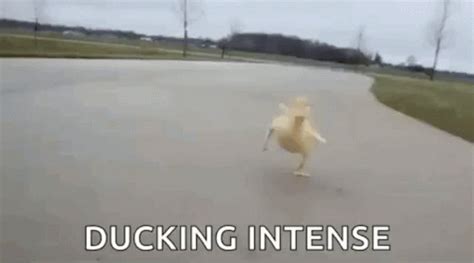 Duck Run GIF - Duck Run Waddle - Discover & Share GIFs