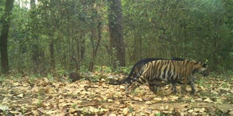 Normal, pseudo melanistic tiger cubs walk in tandem in Similipal - OrissaPOST