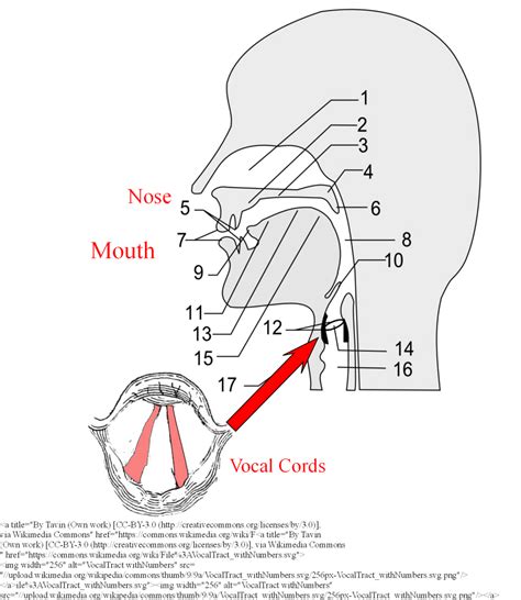 voice box – vocalcorddysfunctions