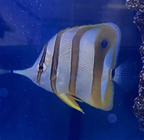 Butterflyfish – Copperband - Live Gem Factory Ltd.