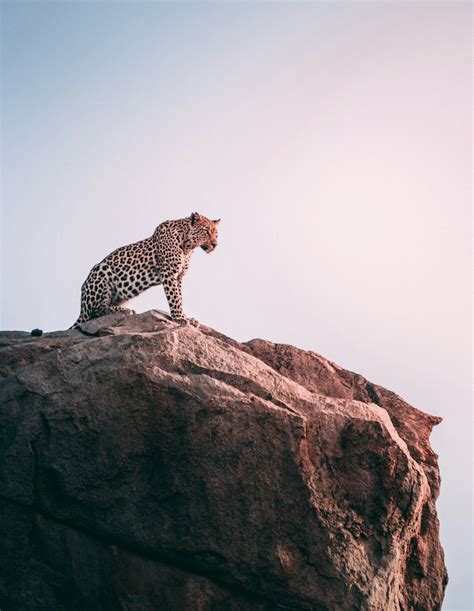 Animals | 5 best free animal, wildlife, mammal and cat photos on Unsplash