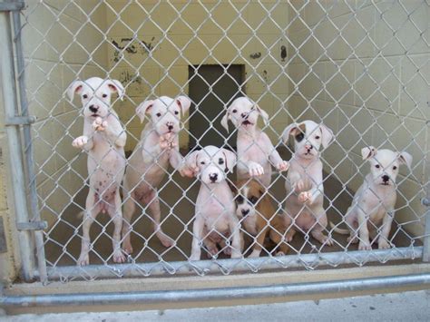 Caswell County Shelter North Carolina All puppies were rescued. | Puppies, Animals, Shelter