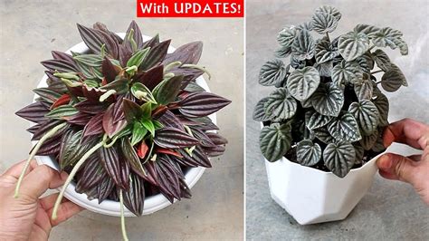 Peperomia Plant CARE 101 - BEST Soil Mix, Fertilizer, Light & Water Requirements - YouTube