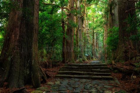 Old Japanese Cypress Forest Stock Photo - Image of daimonzaka, foliage ...